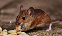 24 Hour & Emergency Exterminators in Manning, AR